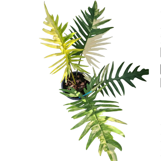Philodendron Florida Beauty x Tortum Variegated (Large Size)