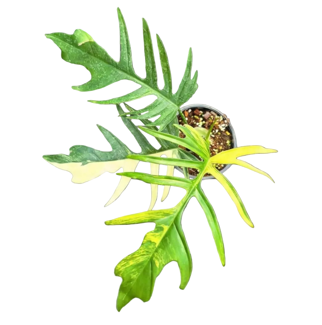 Philodendron Florida Beauty x Tortum variegated medium plant