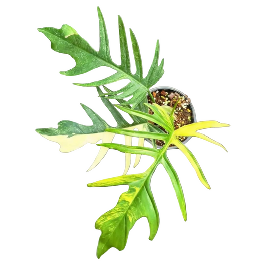 Philodendron Florida Beauty x Tortum variegated medium plant