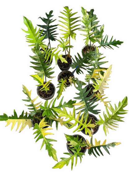 Philodendron Florida Beauty x Tortum variegated plant