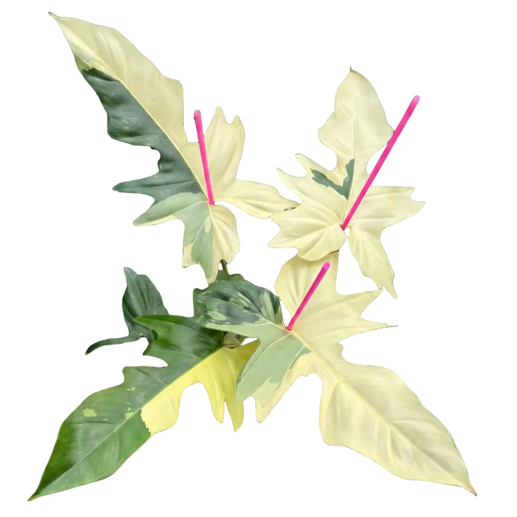 Philodendron Golden Dragon Variegated for sale
