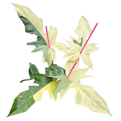 Philodendron Golden Dragon Variegated for sale