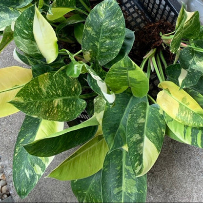 Philodendron Green Congo Hybrid Variegated Wholesale