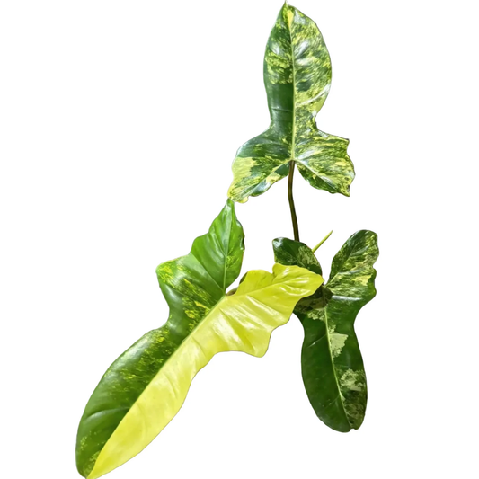 Philodendron Jennifer Variegated (Florida Beauty x Billietiae)
