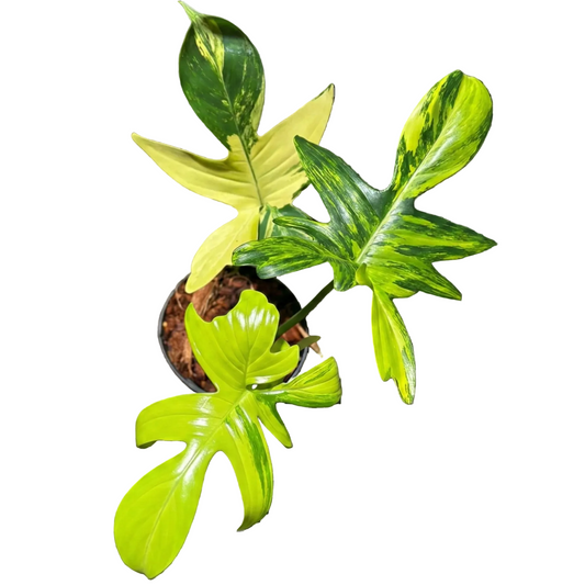Philodendron Pedatum Variegated