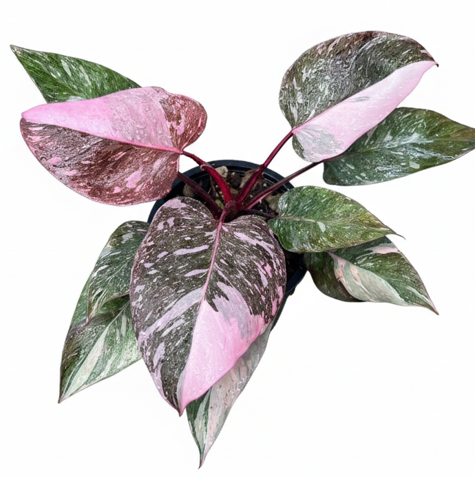 Philodendron Pink Princess Galaxy for sale