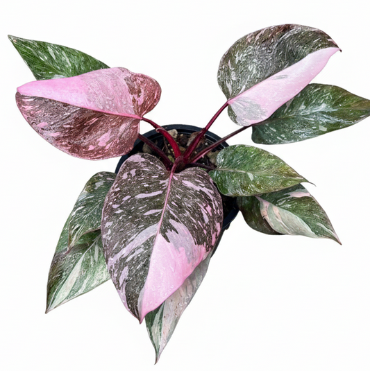 Philodendron Pink Princess Galaxy for sale