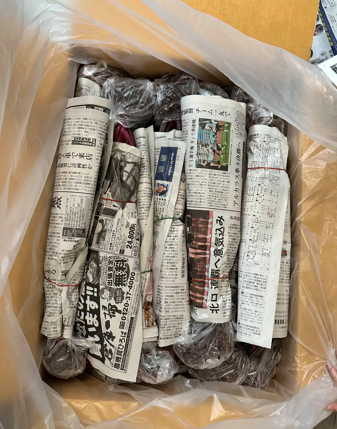 Philodendron Pink Princess Galaxy packed for shipping