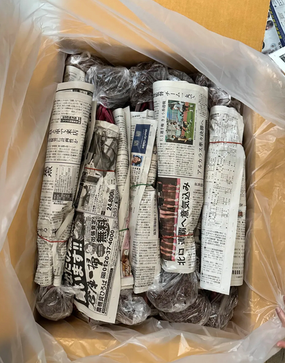 Philodendron Pink Princess Galaxy packed for shipping