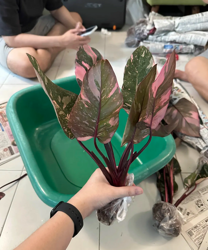 Philodendron Pink Princess Galaxy wholesale
