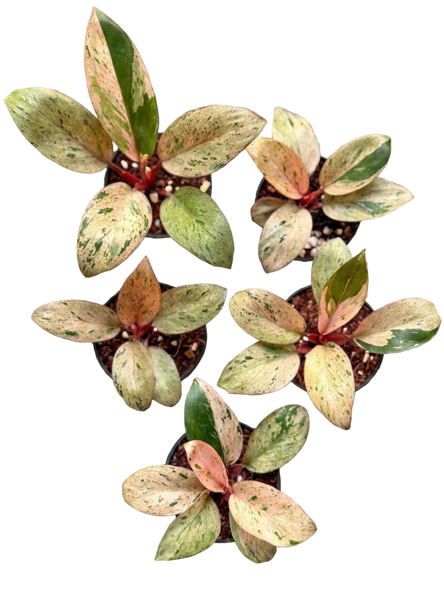 Philodendron Red Congo Dwarf variegated plants wholesale
