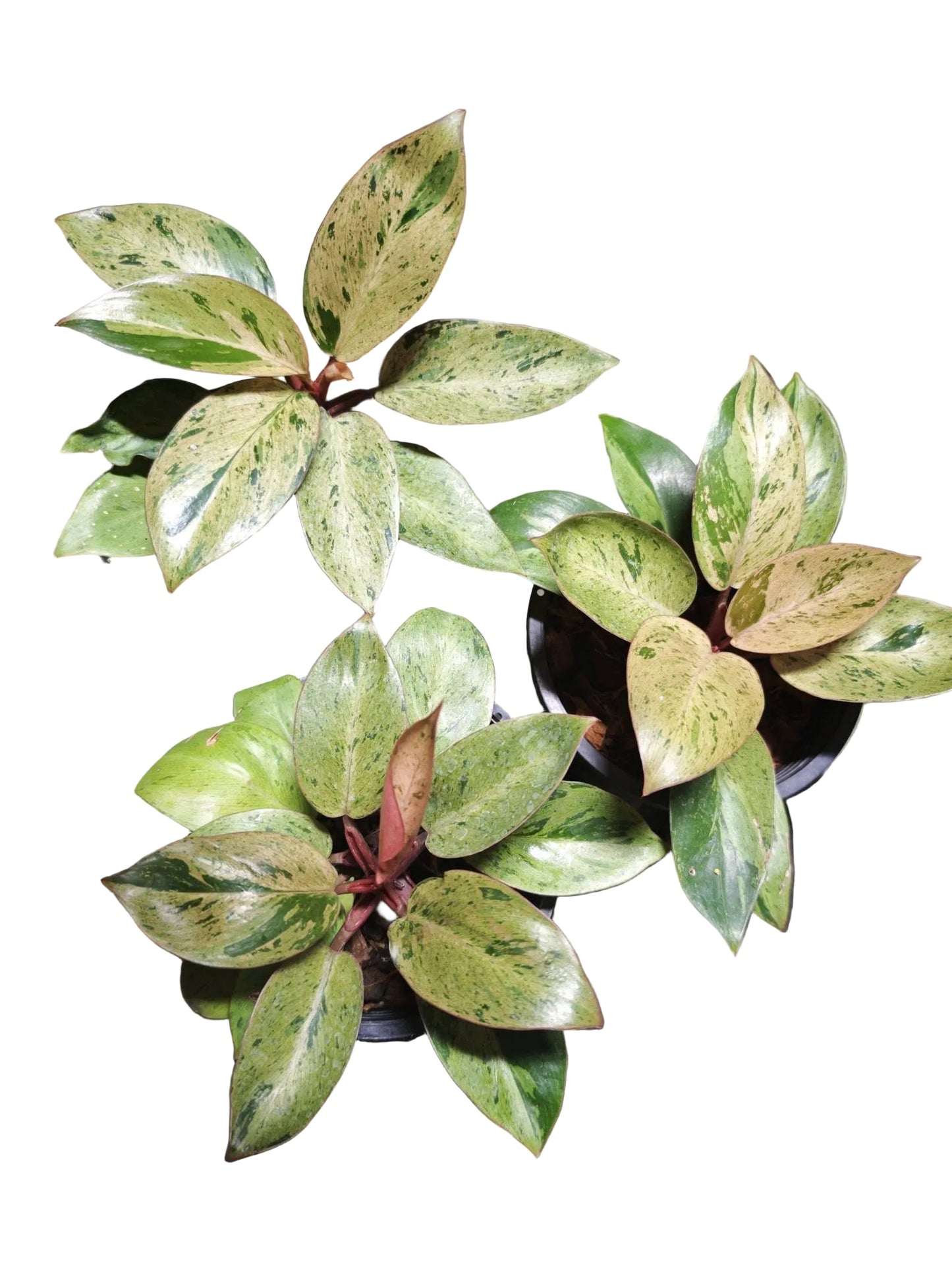 Philodendron Red Congo Dwarf variegation close up