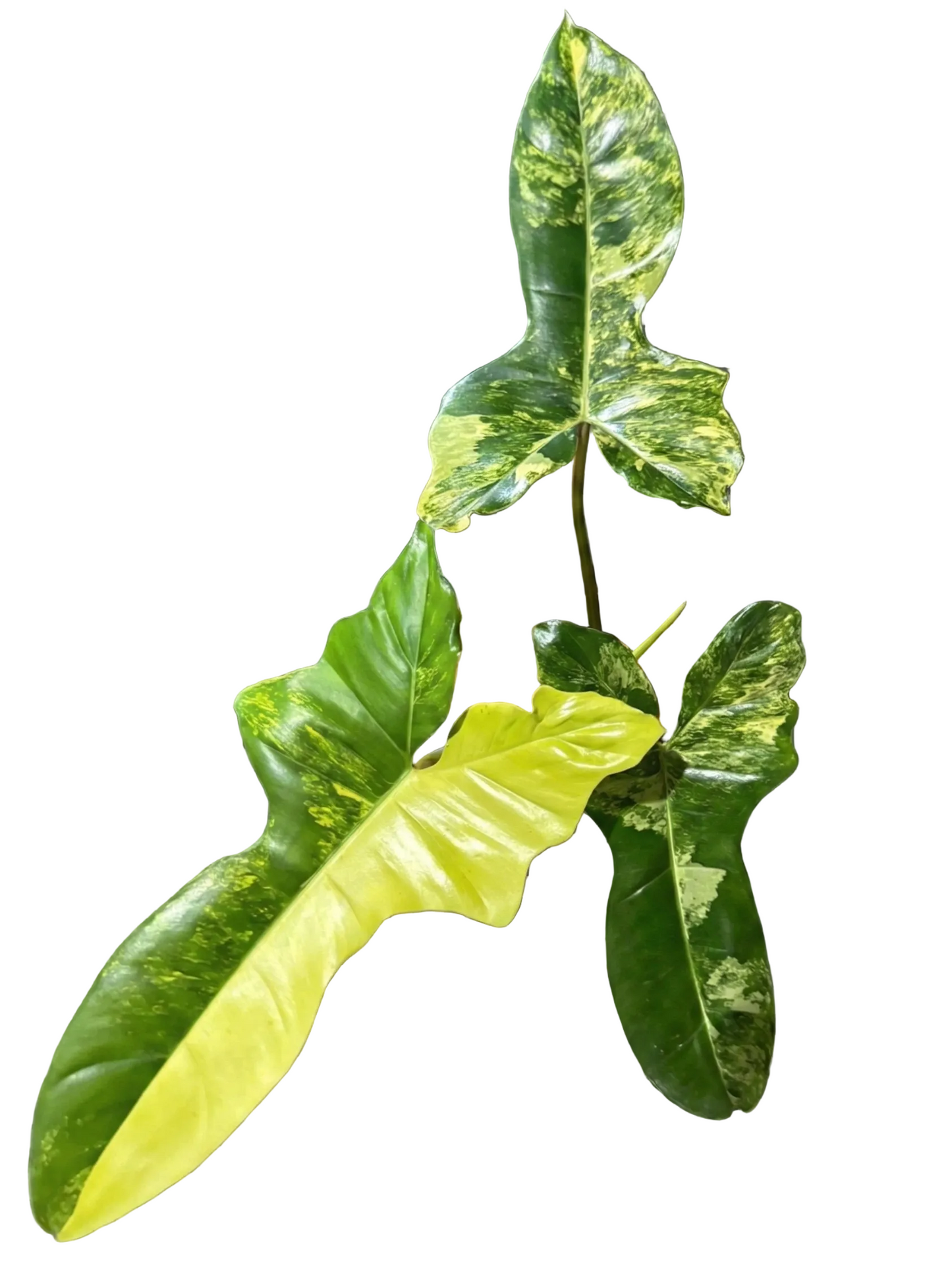 Philodendron Jennifer variegated plant