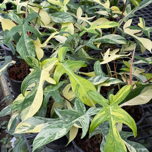 Philodendron florida beauty variegated leaves close up