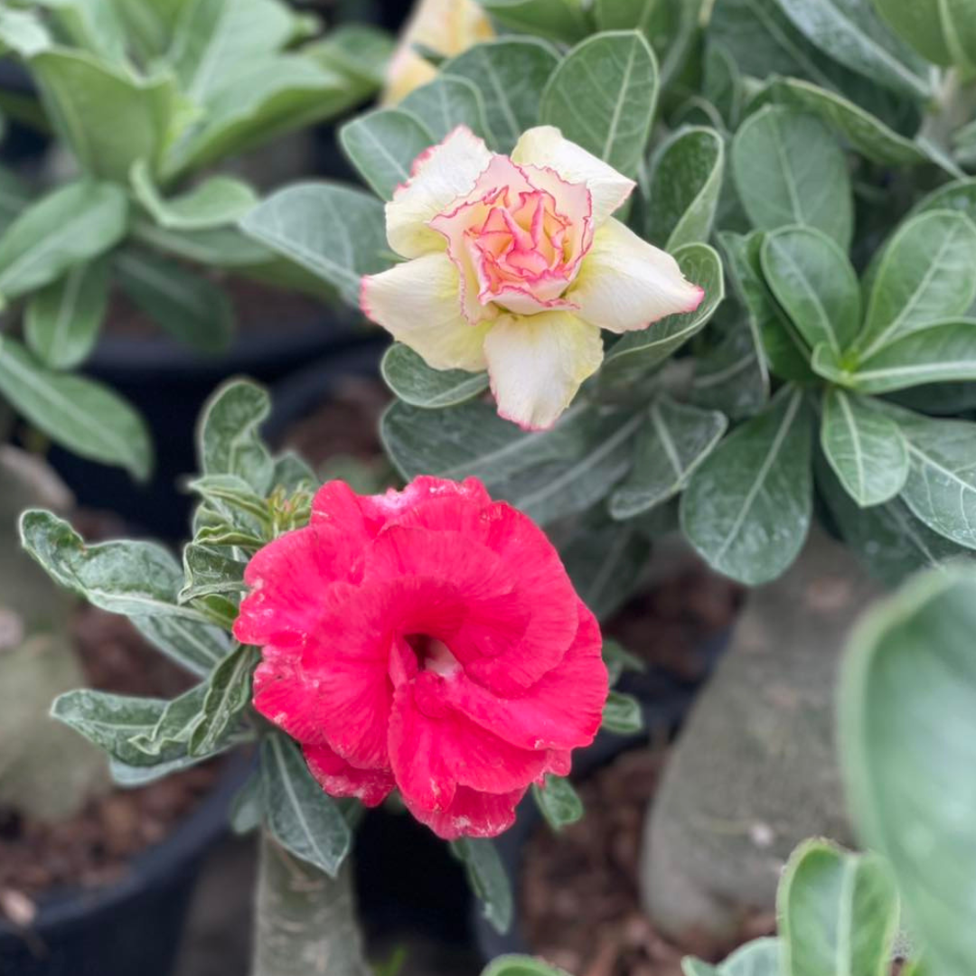Pink adenium flower close-up grown in Thailand
