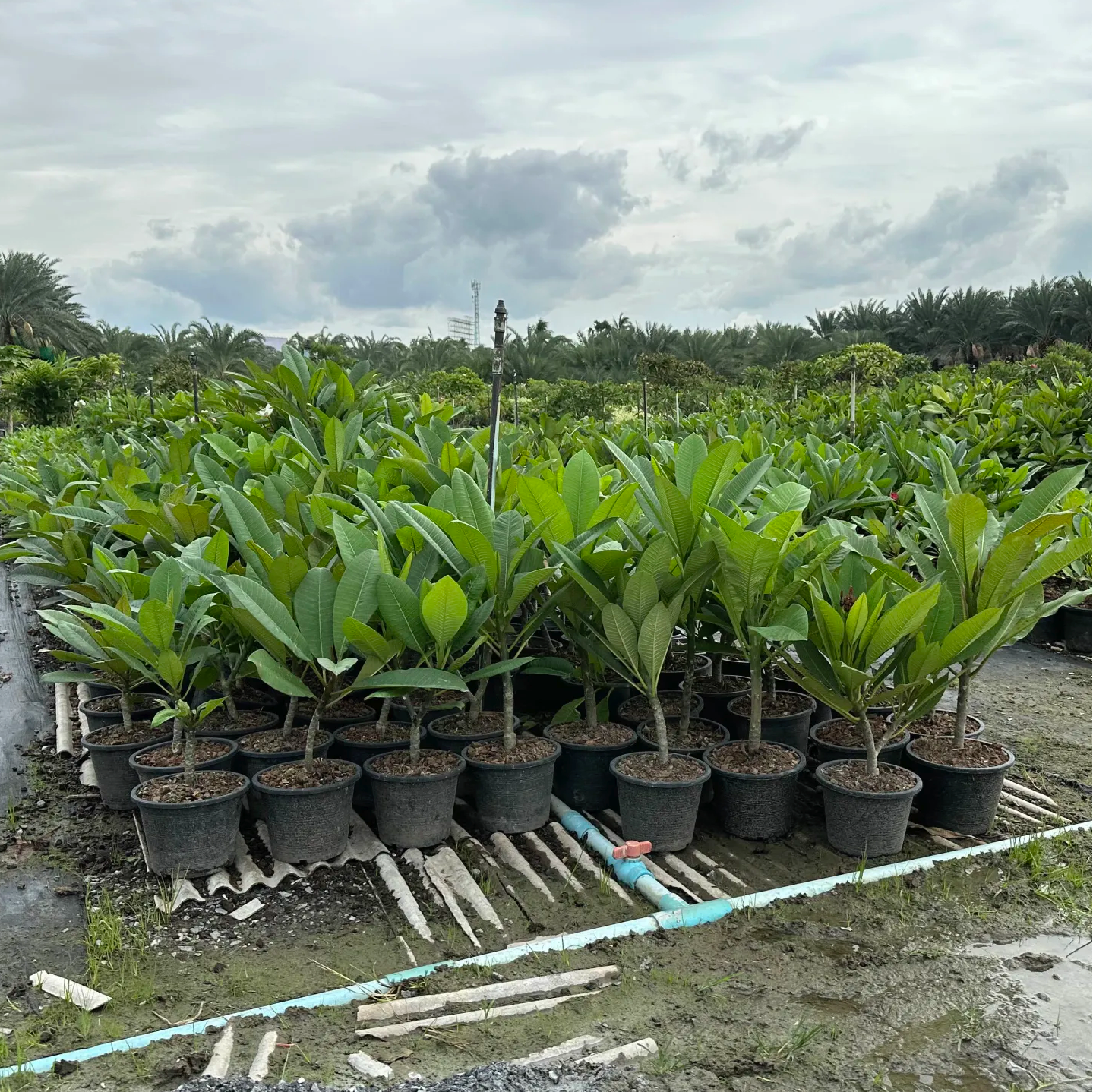 Plumeria nursery in Thailand