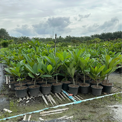 Plumeria nursery in Thailand