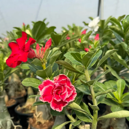 Adenium Plants for Sale | Wholesale Adenium Set (10–50 Plants)