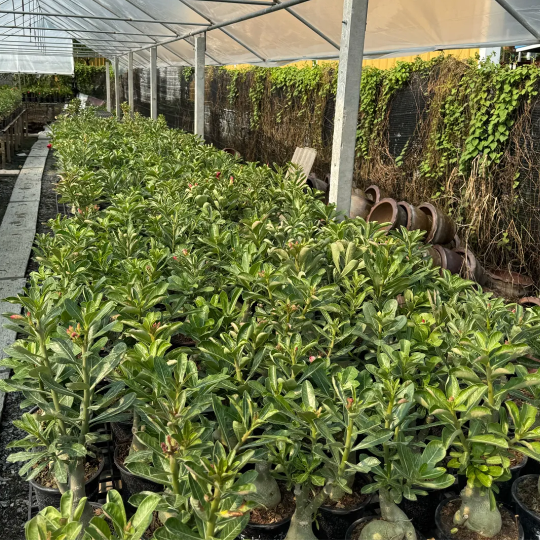 Rows of adenium plants growing in outdoor nursery