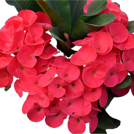 Euphorbia milii - Cherry Soda