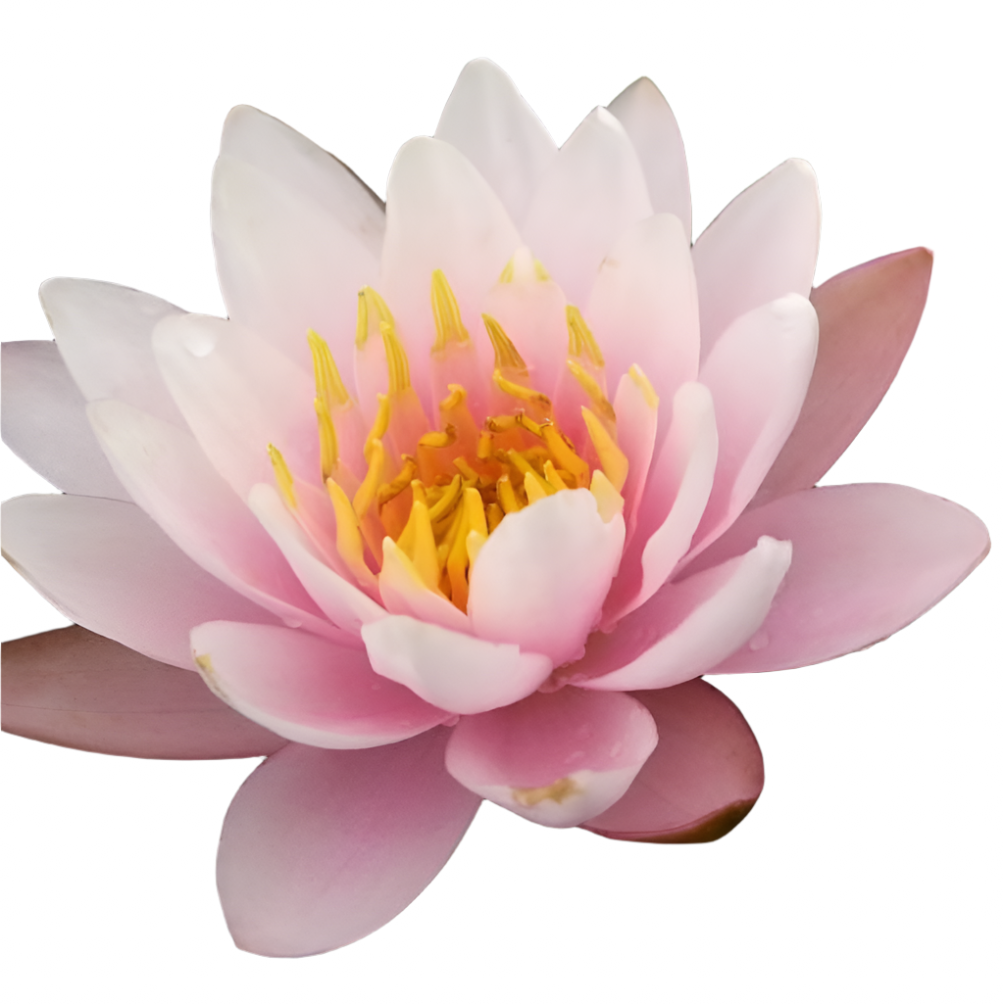 Water lily - Pink Sensation