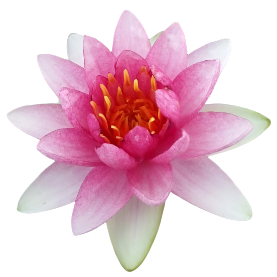 Water lily - Flammea