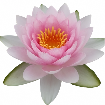 Water lily - Madame WG