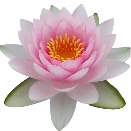 Water lily - Madame WG