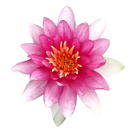 Water lily - Gloriosa