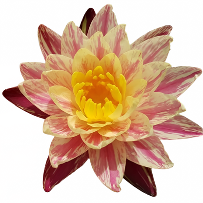 Water lily - Siam Fantasy