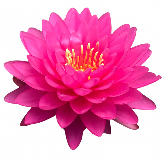 Water lily - Varindar