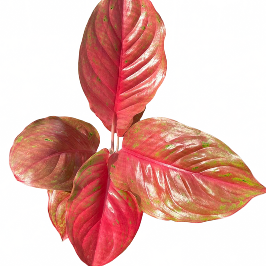 Aglaonema - Red LukSap