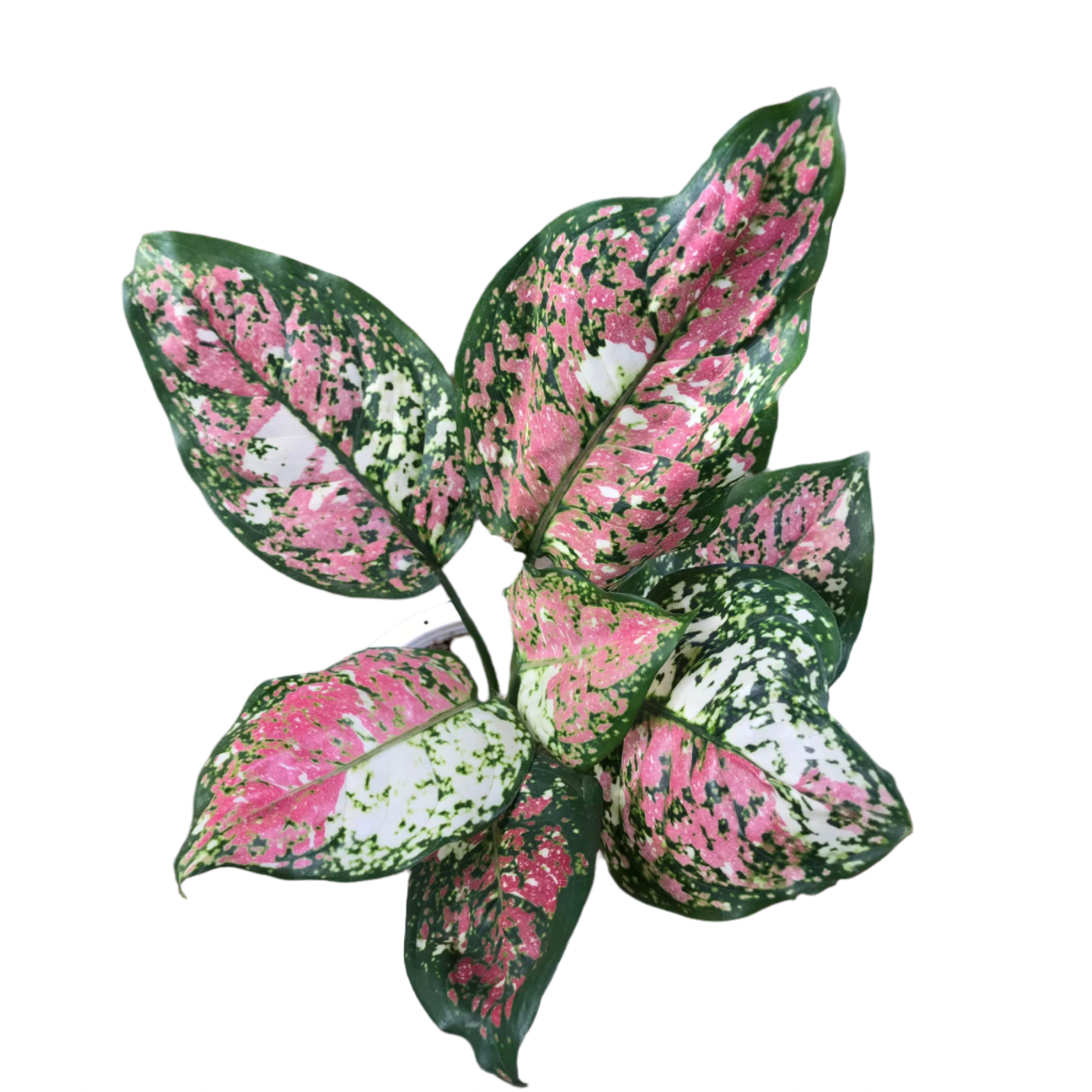 aglaonema dud anyamanee Aglaonema Tricolor anyamanee