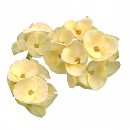 Euphorbia milii - Premium Flowers - Thong Urai