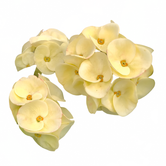 Euphorbia milii - Premium Flowers - Thong Urai
