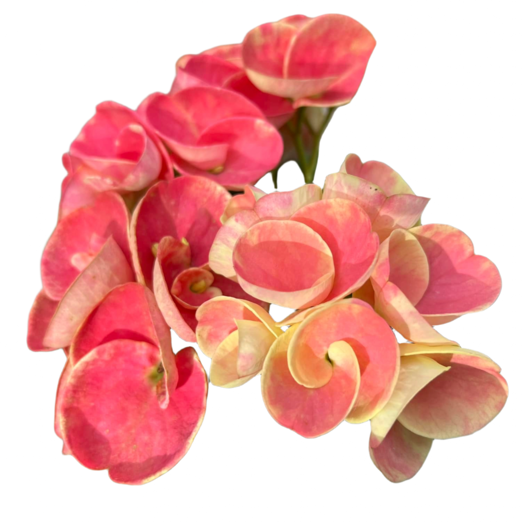 Euphorbia milii - Premium Flowers - Songkran