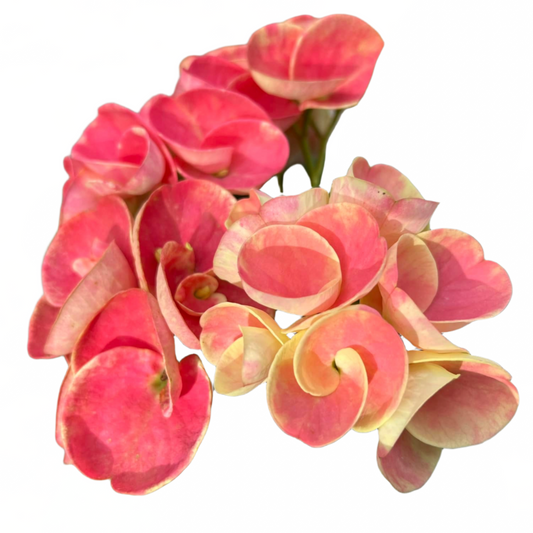 Euphorbia milii - Premium Flowers - Songkran