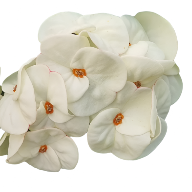 Euphorbia milii - Premium Flowers - White Legend