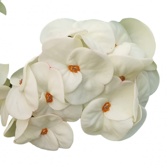 Euphorbia milii - Premium Flowers - White Legend