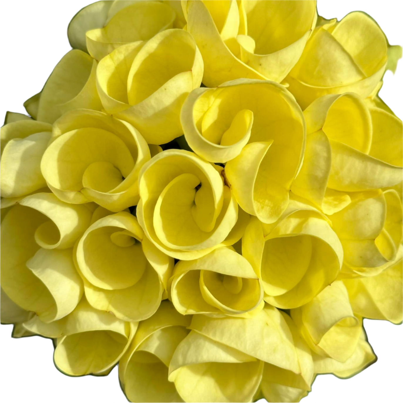 Euphorbia milii - Premium Flowers - Yellow Sundae