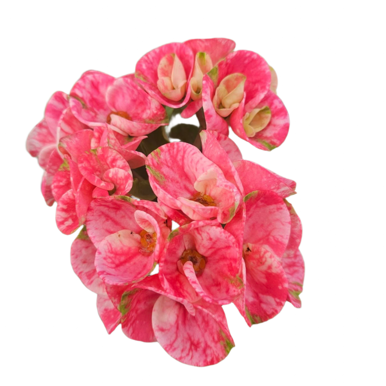 Euphorbia milii - Premium Flowers - Queen of Diamond