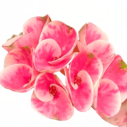 Euphorbia milii - Premium Flowers - Annabelle