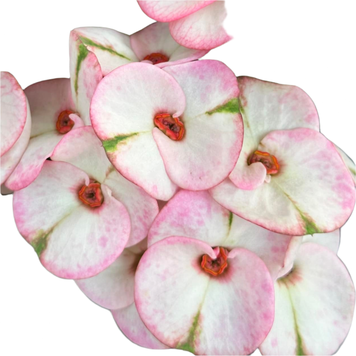 Euphorbia milii - Premium Flowers - Phaewa