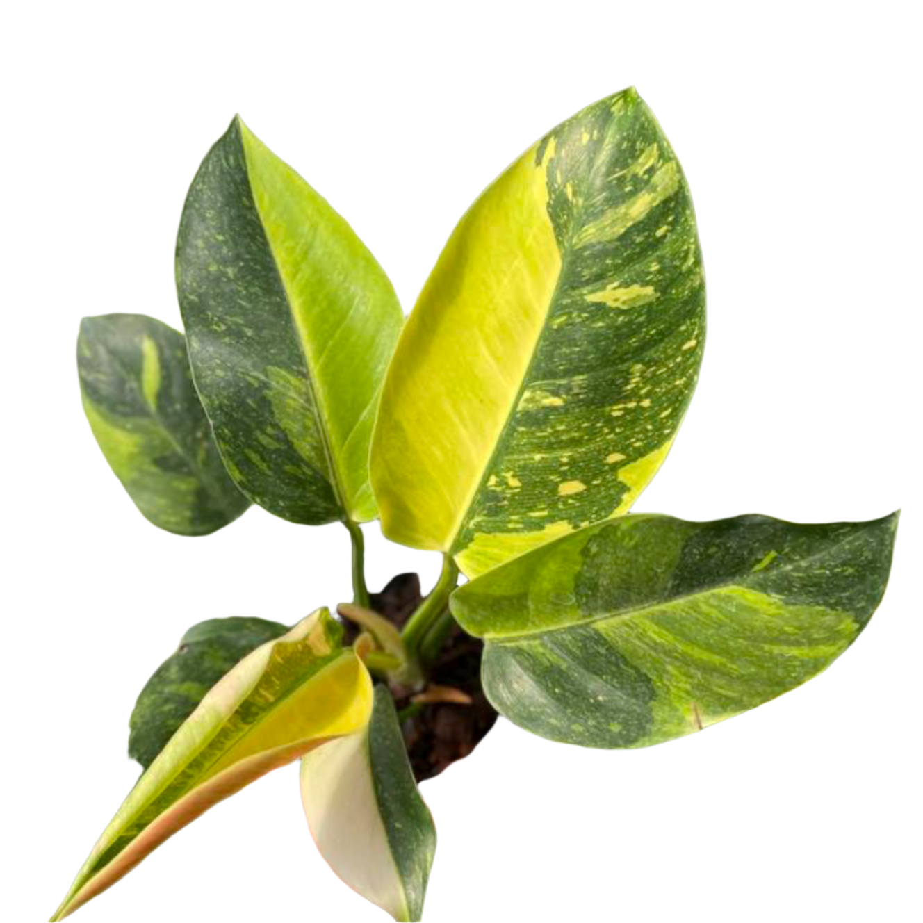wholesale philodendron Philodendron Green Congo variegated TC Plantlet (Not marble) *Preorder* 10-Pack In Vitro ($268 ea.)
