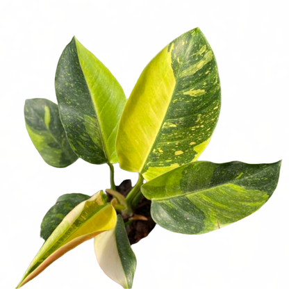 Philodendron Green Congo for sale
