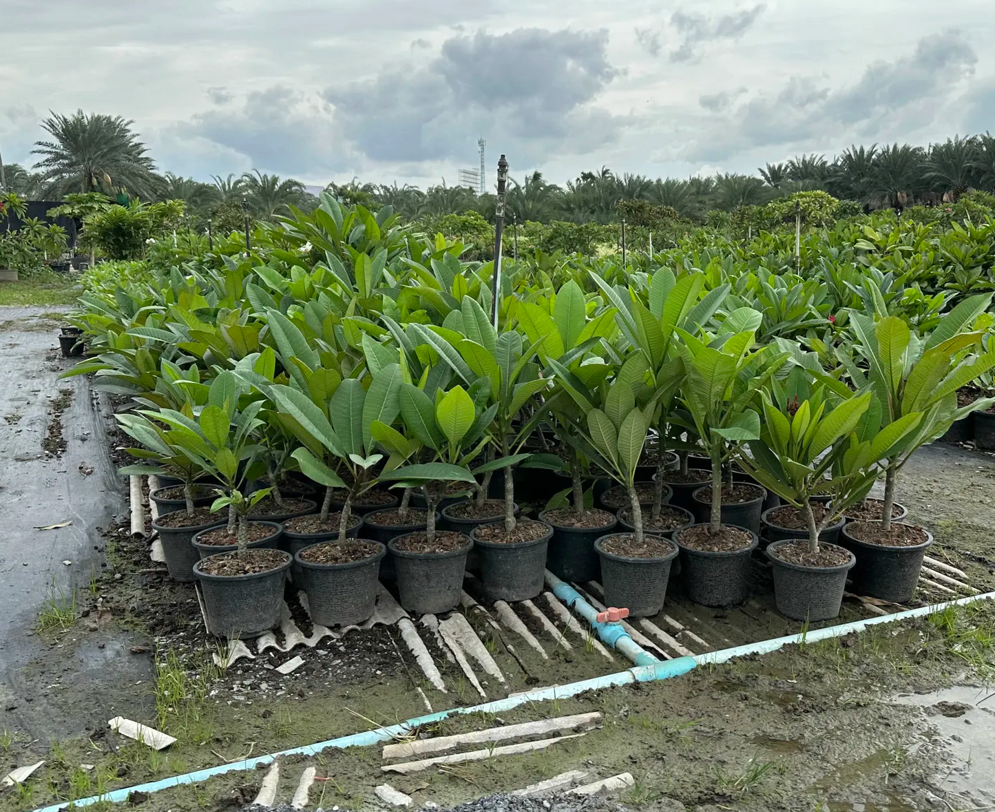 Variegated plumeria for sale in uk
