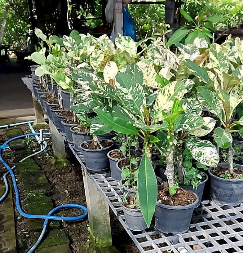 Variegated plumeria for sale in us