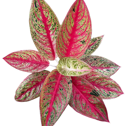 Aglaonema - Red Legacy