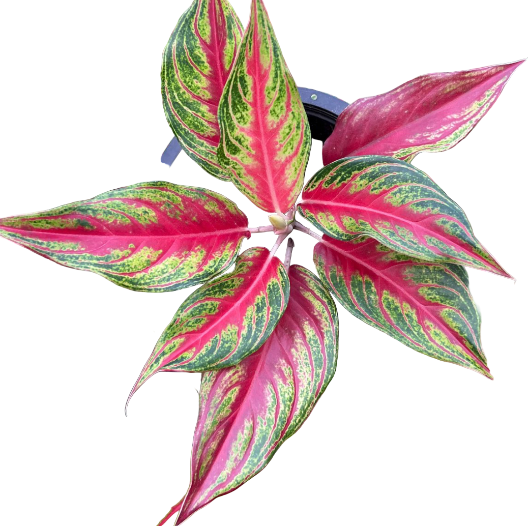 Aglaonema - Red Panama