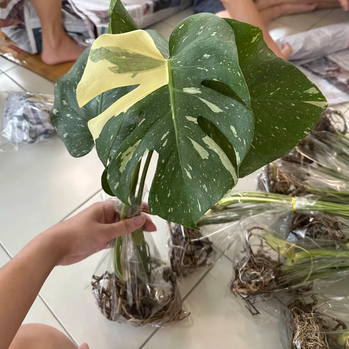 rare variegated Monstera delicios